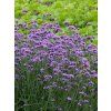 Verbena bonariensis Royal Dreams 2