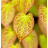 Epimedium x versicolor Sulphureum 718x750 proportionalsmallest