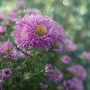 Mashka here httpss.mj.runmcBz0FxV0ak imagine Aster dumosus Ro 53a3bd1f ef3c 486d bdce 2be16fafae3f 0