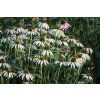 Echinacea 'White Swan'