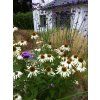 Echinacea 'White Swan'