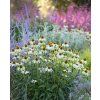 Echinacea 'White Swan'