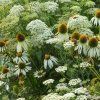 Echinacea 'White Swan'