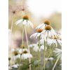 Echinacea 'White Swan'