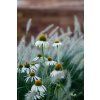 Echinacea 'White Swan'