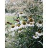 Echinacea 'White Swan'