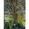 Eleagnus pungens 'Maculata' - Hlošina - 300-350 cm