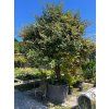 Eleagnus pungens 'Maculata' - Hlošina - 300-350 cm
