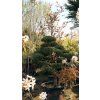 Pinus sylvestris bonsaj 2