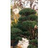 Pinus sylvestris bonsaj1