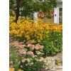 Rudbeckia 009