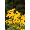 Rudbeckia 0013