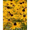 Rudbeckia 002