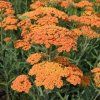 Achillea terracotta 02