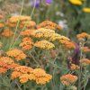 Achillea terracotta 03
