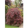 Acer palm Dissectum 03