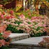 sedum autumn joy 30546775965738