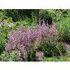 sommer salbei rose rhapsody m083727 h 0
