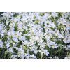 Cerastium Tomentosum Snow in Summer