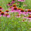 echinacea purpurea 21