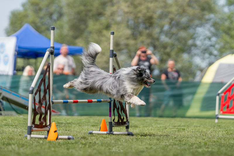 Agility preteky