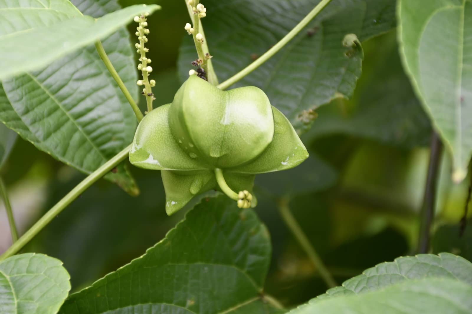 Jak vypadá Sacha Inchi