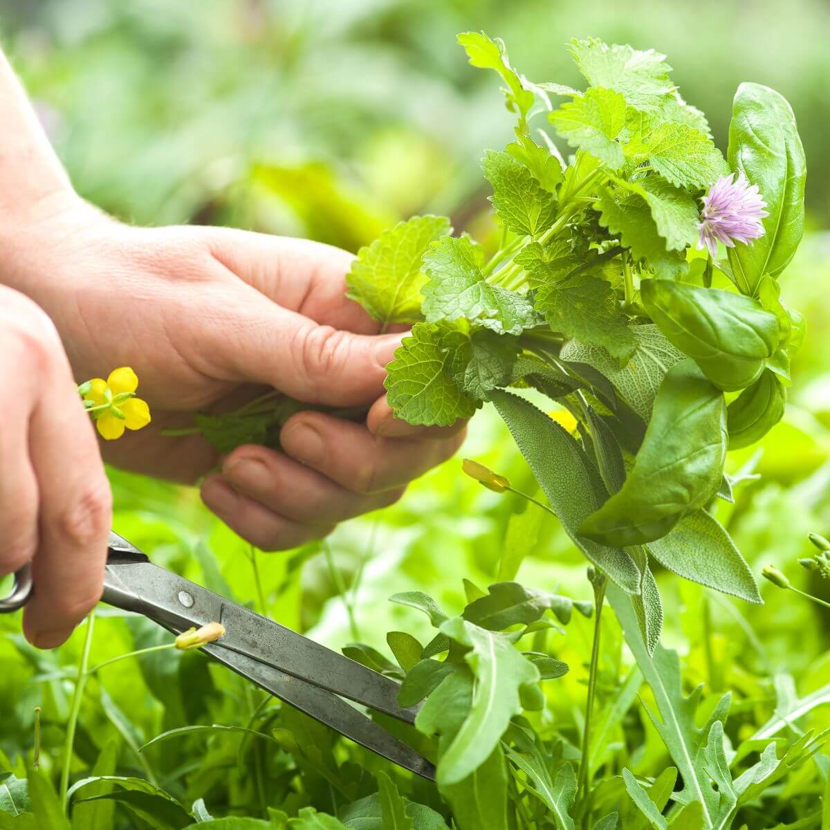 Příprava bylin a extraktů