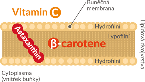 Buněčná membrána a astaxanthin