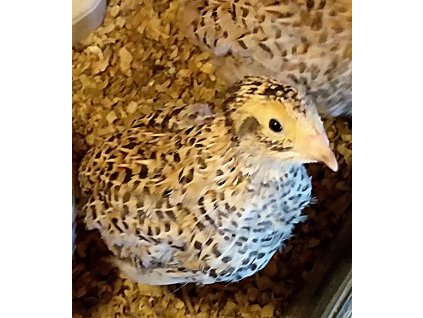 Ķřepelka Slepička