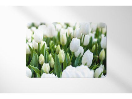 prostirani bile tulipany h2tz