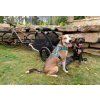 2599 14 vozik burley tail wagon dog green