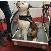 DoggyTourer M snoopy bull