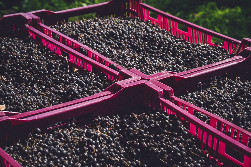 Sklizeň arónie, čerstvé ovoce – černá arónie