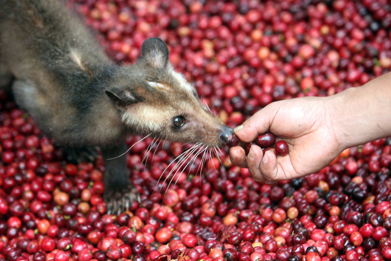 Kopi Luwak 