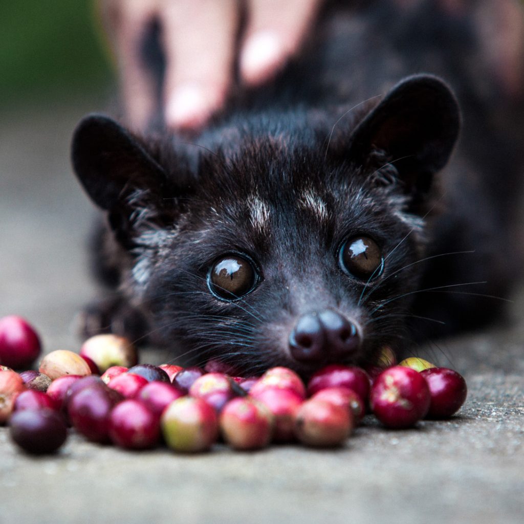 Kopi Luwak 