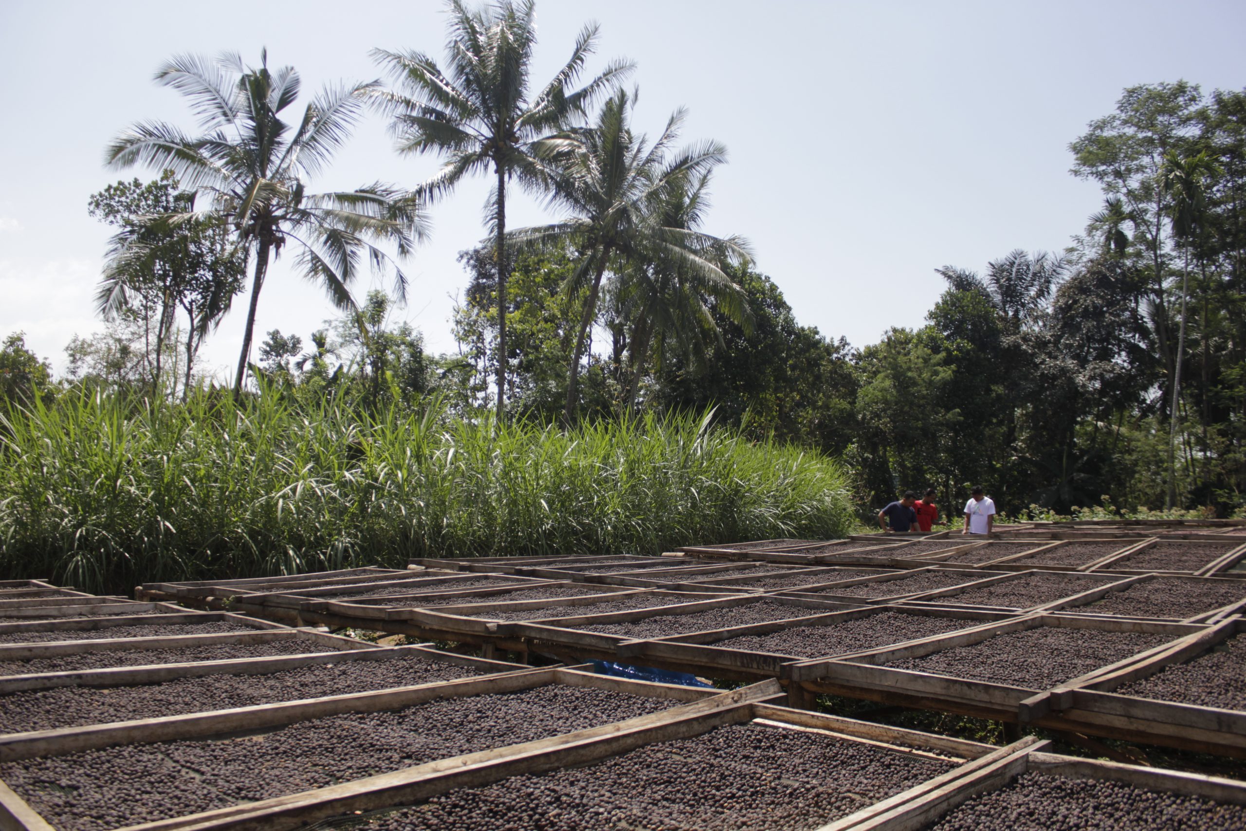 fermentácia kávy z Indonézie
