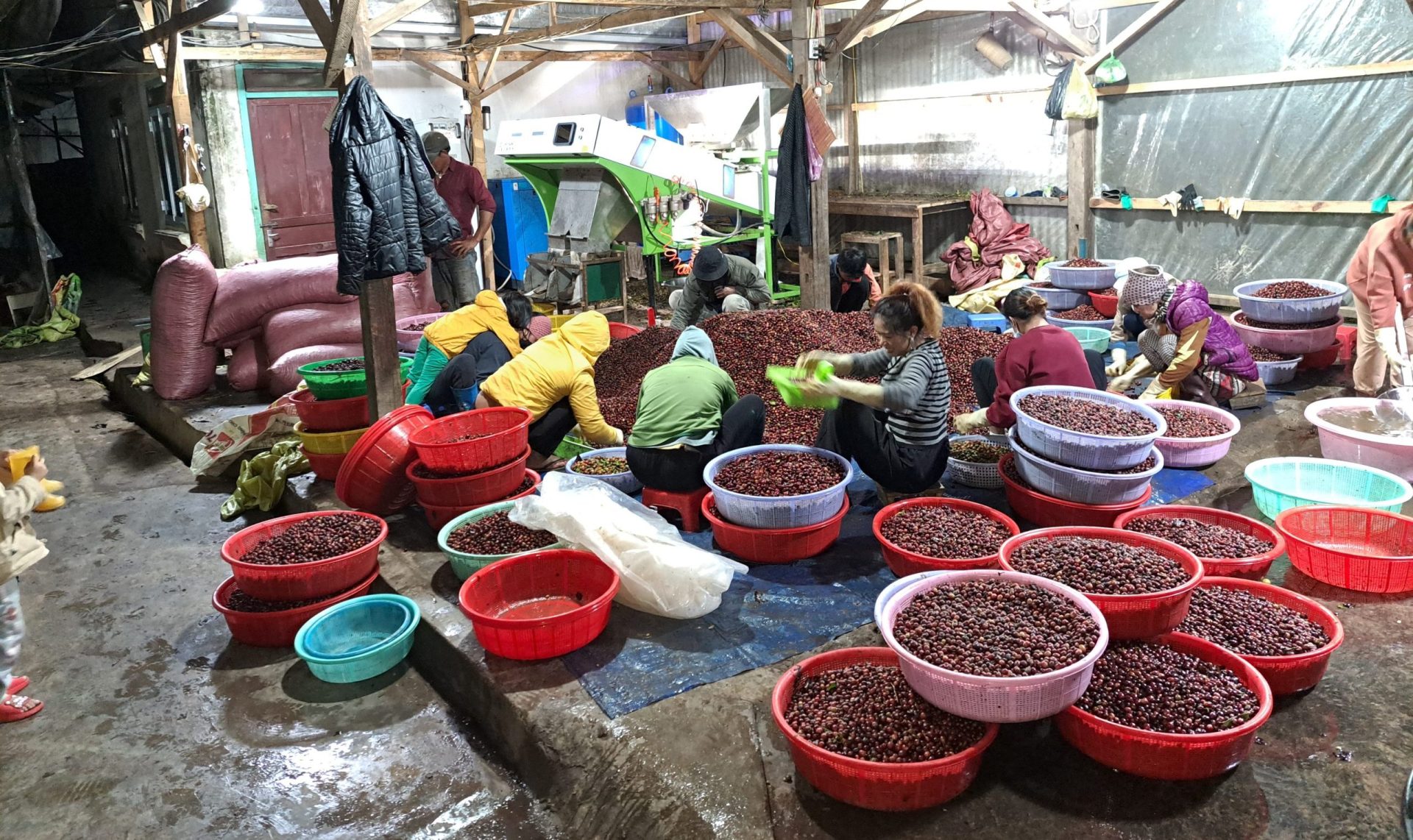 spracovanie kávy Zanya