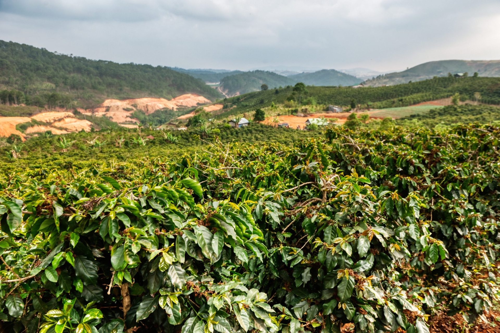 Zanya Coffee hora Vietnam
