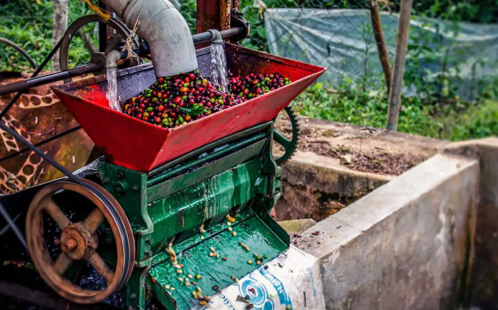Mexiko káva, káva v Mexiku