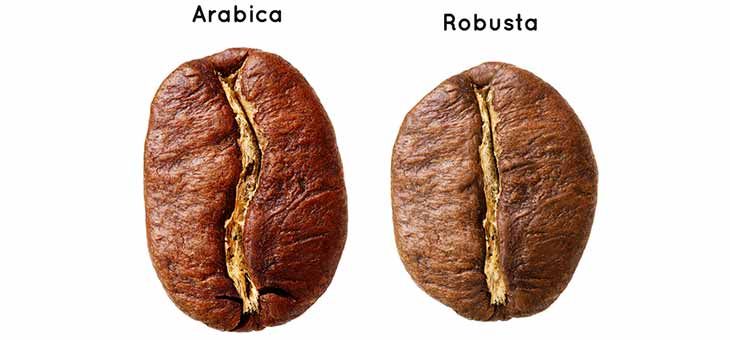 arabica vs robusta rozdiely