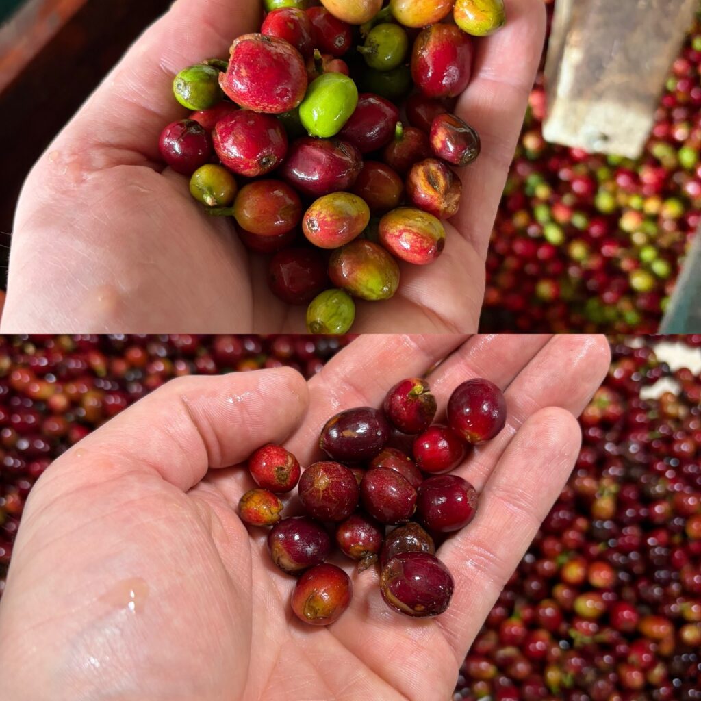 Rozdiel medzi komoditnou (hore) a výberovou kávou - v komoditnej sa nachádzajú nezrelé, hnilé a defektné čerešne, naopak dole, vo výberovej káve sú krásne, čisté a bez defektov