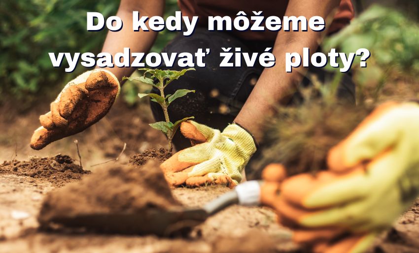 do-kedy-mozeme-sadit-zive-ploty