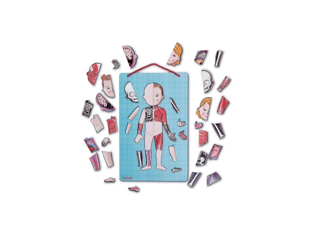 Magnetické ľudské telo