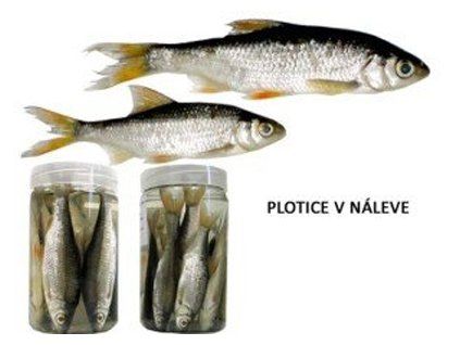 Plotice v náleve