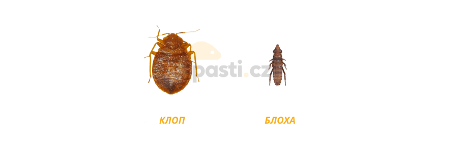 клоп проти блохи