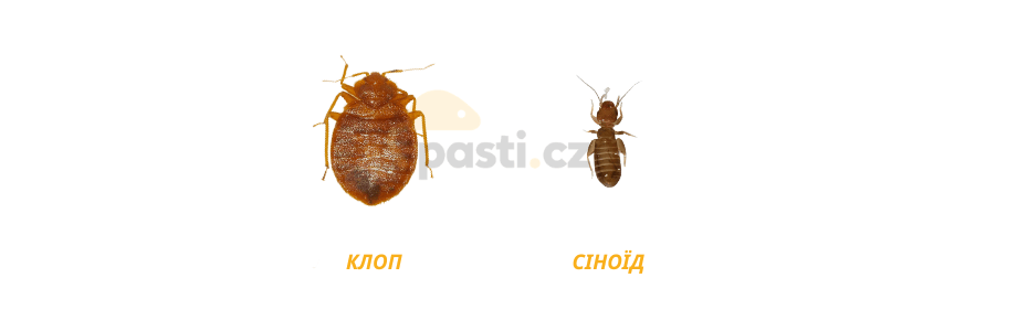 клоп проти сіноїда