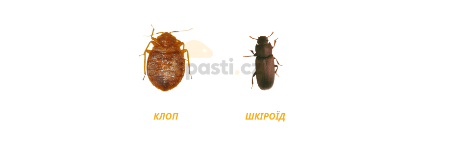 клоп проти шкіроїда