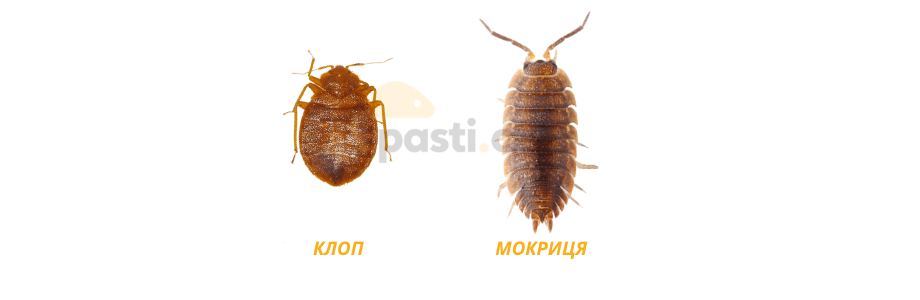 клоп проти мокриці