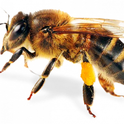 Propolisová tinktura