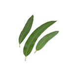 Eukalyptus